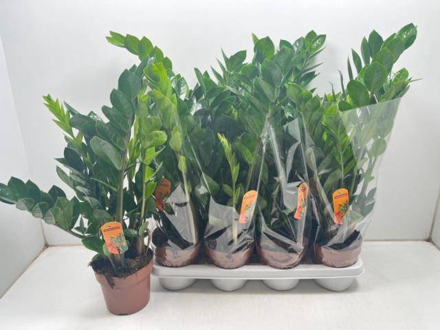 <h4>ZAMIO ZAMIIFOLIA</h4>