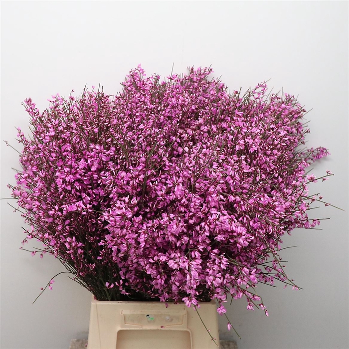 <h4>Ginster Lila P Bunch 400gram</h4>