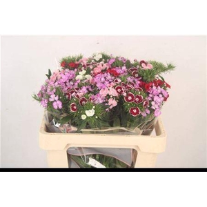 Di Barb Breanthus Mixed In Bunch