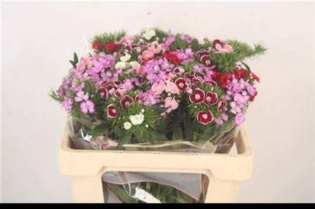 <h4>Di Barb Breanthus Mixed In Bunch</h4>