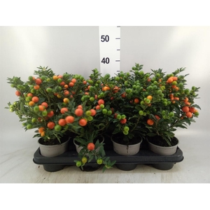 Solanum pseudocapsicum 'Bartoli'