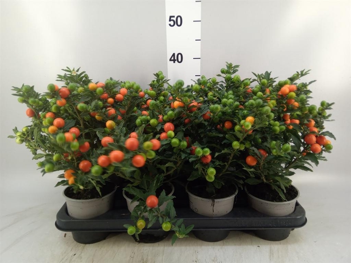 <h4>Solanum pseudocapsicum 'Bartoli'</h4>