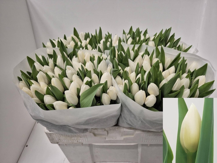 <h4>TU EN ROYAL VIRGIN</h4>