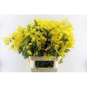 Acacia Mimosa Mirandole 500 Gram 100cm