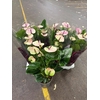 Anthurium Andr. Laguna