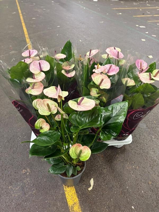 Anthurium Andr. Laguna