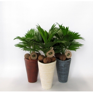 Livistona rotundifolia