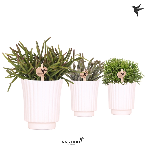 <h4>Kolibri Greens Rhipsalis mix in Retro pot white</h4>