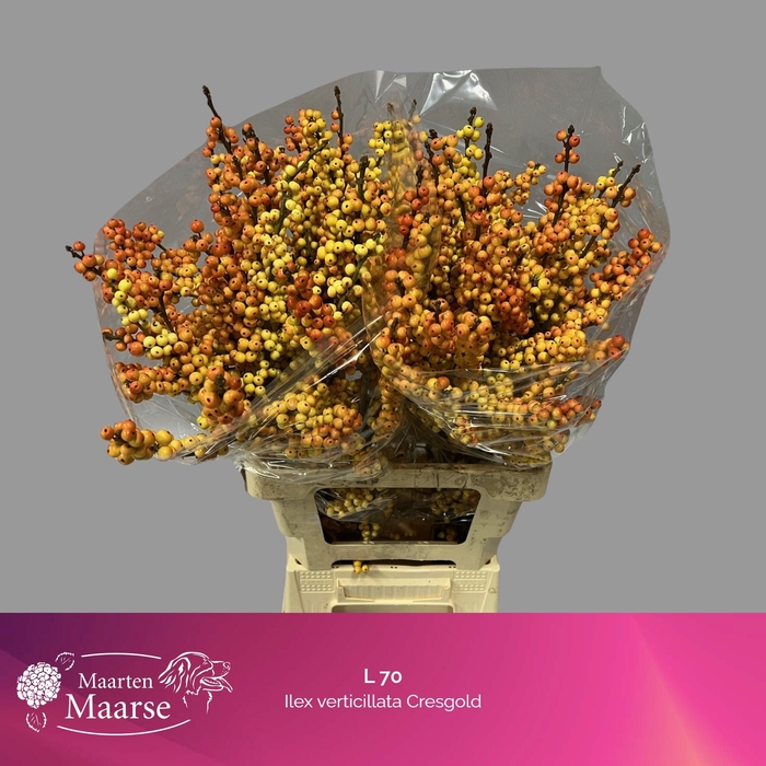 <h4>ILEX VE MAG CRESGOLD</h4>