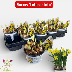 NARC O TETE A TETE