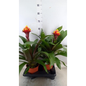 Guzmania  'Crown'
