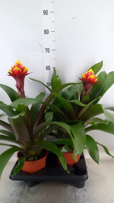 <h4>Guzmania  'Crown'</h4>