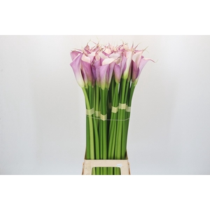Zantedeschia Eydolls Purple White