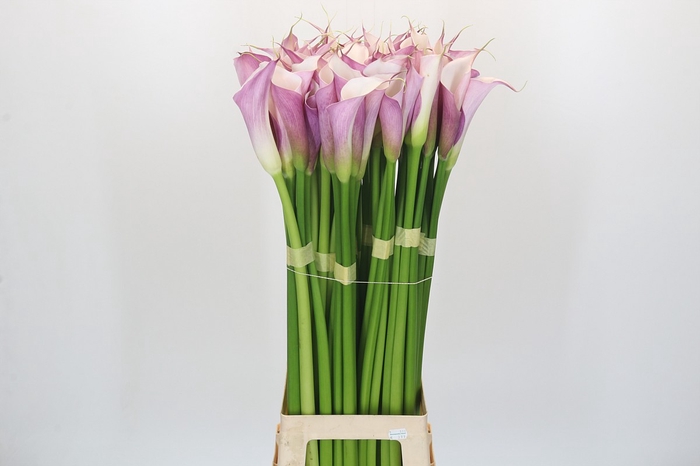<h4>Zantedeschia Eydolls Purple White</h4>