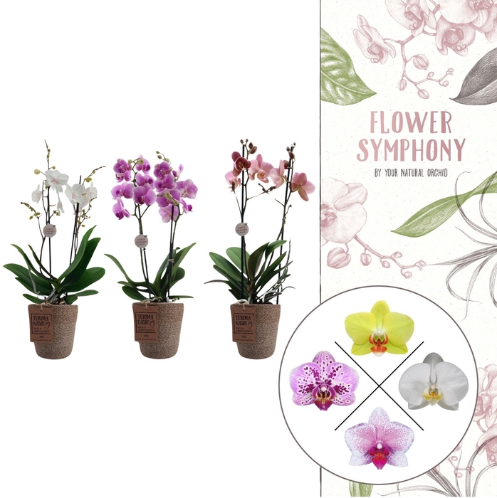 <h4>Flower Symphony | Mix in Terima Kasih | Phalaenopsis 2 spike</h4>