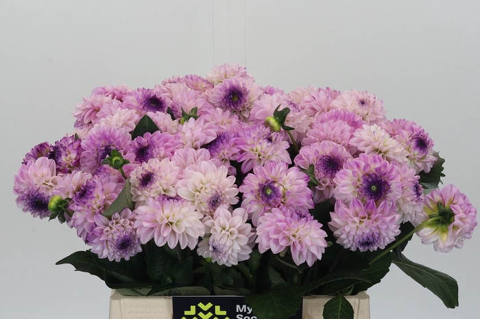 <h4>Dahlia BA 'Genova'</h4>