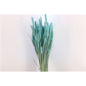 Dried Triticum X5 Light Blue Bunch