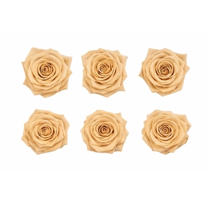 Ro Pres Classic Apricot