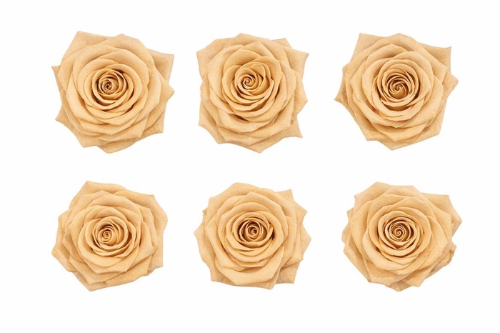 <h4>Ro Pres Classic Apricot</h4>