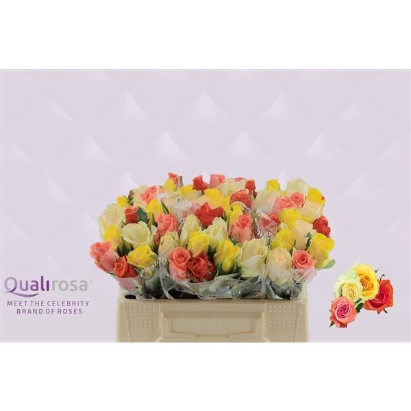 <h4>R Gr Mix Buttercup</h4>