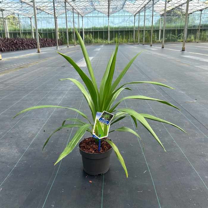 Cordyline