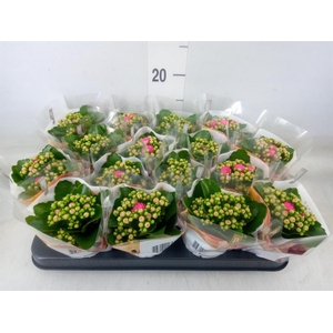 Kalanchoe blos. 'RosDon Nando'