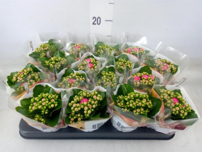<h4>Kalanchoe blos. 'RosDon Nando'</h4>