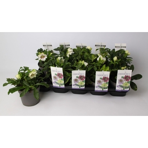 Helleborus orientalis 'White Spotted'