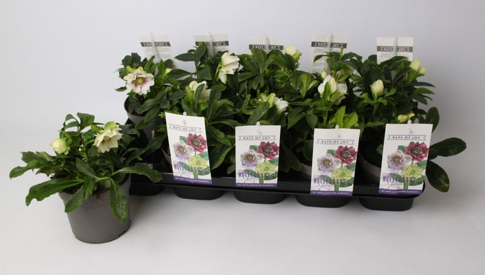 <h4>Helleborus orientalis 'White Spotted'</h4>