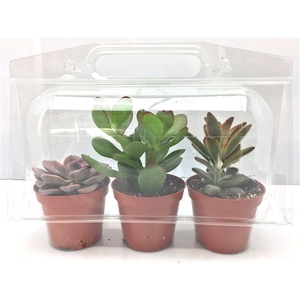 279 Trioblister succulent 8,5 cm