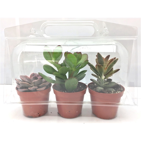 <h4>279 Trioblister succulent 8,5 cm</h4>
