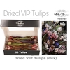 DRIED VIP TULIPS MIX