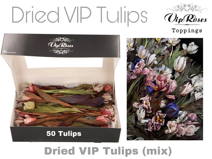 DRIED VIP TULIPS MIX