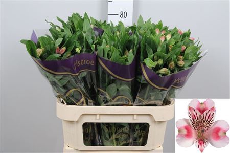 <h4>Alstroemeria  'Panorama'</h4>