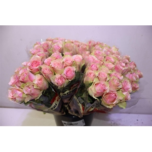 R Gr Belle Rose X10