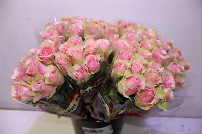 <h4>R Gr Belle Rose X10</h4>