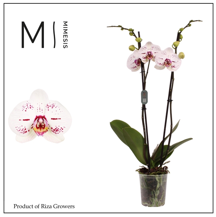 <h4>Phalaenopsis Allurion 2 spike ā 12cm | Mimesis</h4>