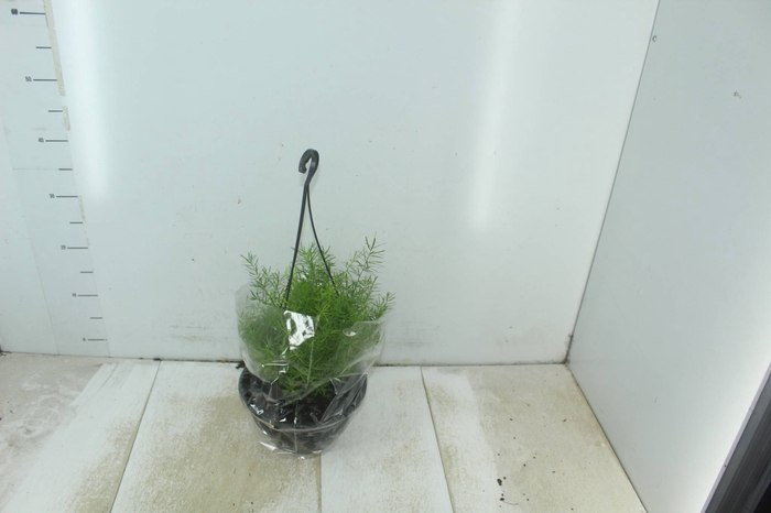 <h4>ASPARGO ALFINETE C21</h4>