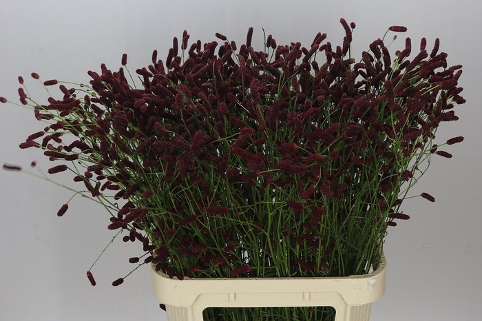 <h4>Sanguisorba Cangs Cranberry</h4>