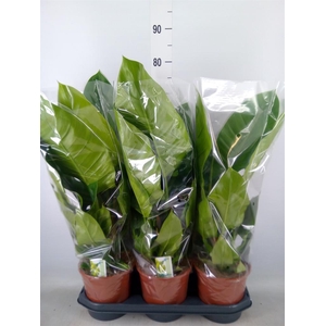 Philodendron  'Imperial Green'