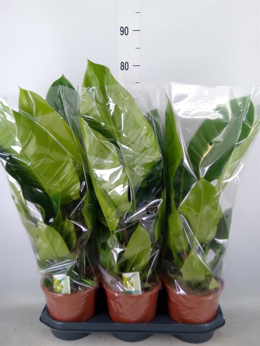 <h4>Philodendron  'Imperial Green'</h4>