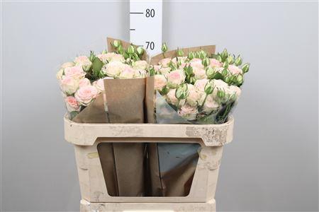 <h4>R Tr Morning Star</h4>