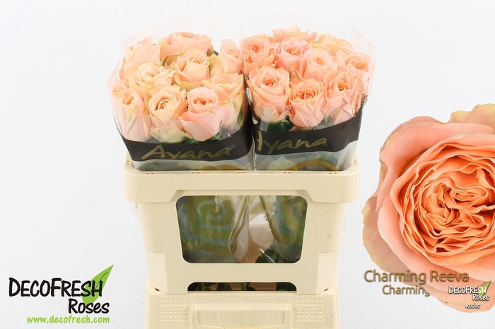 <h4>R Gr Charming Reeva</h4>