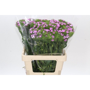 Dianthus Br Melian