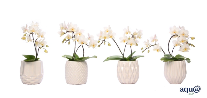 <h4>Dolomite Mix Tiny Dolls Wild 3/4T18+ Aqu@</h4>