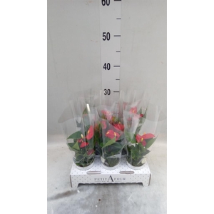 Anthurium andr. 'Red Champion'