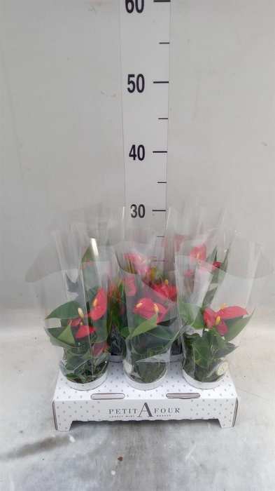 <h4>Anthurium andr. 'Red Champion'</h4>