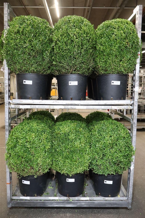 <h4>Buxu Sempervirens</h4>