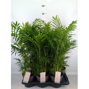 Chamaedorea elegans
