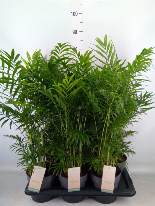 <h4>Chamaedorea elegans</h4>